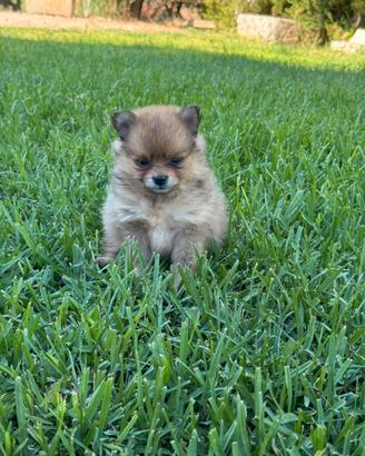 Spitz Pomerania