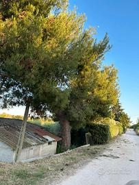 Terreno agricolo