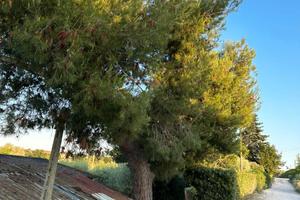 Terreno agricolo