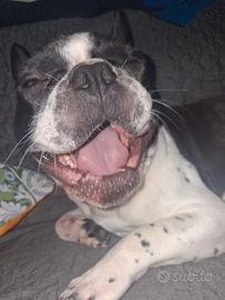 Cane di razza Bulldog francese