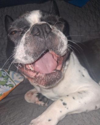 Cane di razza Bulldog francese