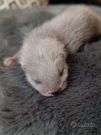 Furetti