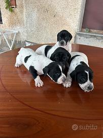 Cuccioli Pointer Inglese