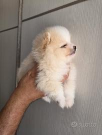 Spitz di Pomerania