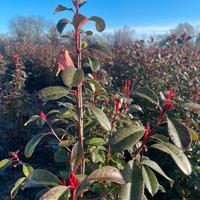 Photinia Red Robin 180-200cm