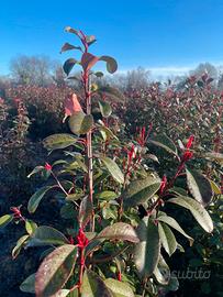 Photinia Red Robin 180-200cm