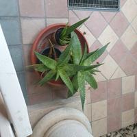 Aloe vera