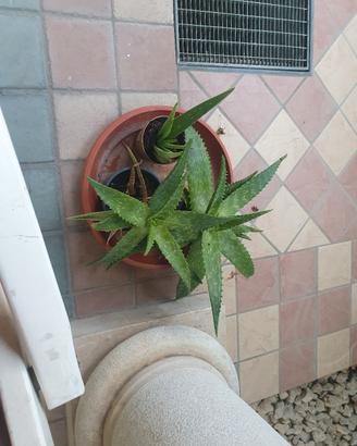 Aloe vera