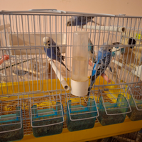 Cocoriti vari colori