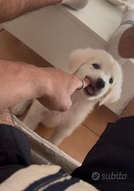 Cucciolo maremmano