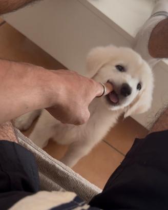 Cucciolo maremmano