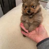 Volpino Pomerania