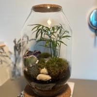 Terrarium