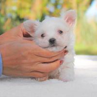 Cucciolo di Maltese maschio disponibile