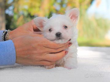 Cucciolo di Maltese maschio disponibile