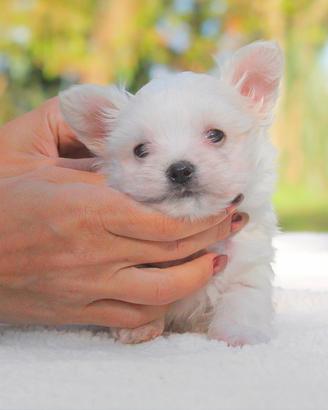 Cucciolo di Maltese maschio disponibile
