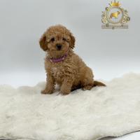 Esclusiva Barboncina Toy Red