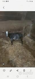 Capretto florida