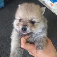 Cuccioli di spitz di pomerania piccoli vari colori