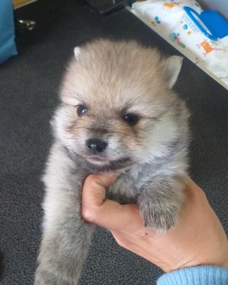 Cuccioli di spitz di pomerania piccoli vari colori