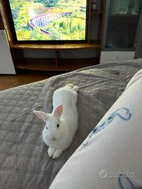 Coniglio testa di leone + gabbia per coniglio