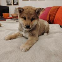 Cucciole shiba Inu