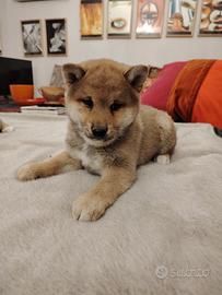 Cucciole shiba Inu