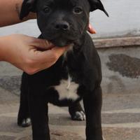 Cuccioli di Staffordshire bull terrier