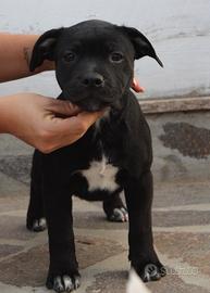 Cuccioli di Staffordshire bull terrier
