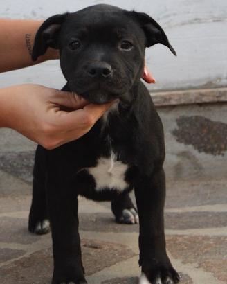 Cuccioli di Staffordshire bull terrier