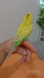 Pappagallo cocorite