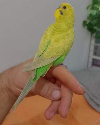 Pappagallo cocorite