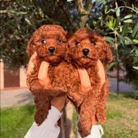 Cuccioli barboncino toy red