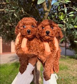 Cuccioli barboncino toy red