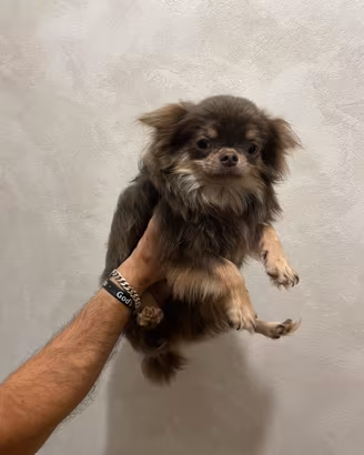 Chihuahua a pelo lungo LILAC con pedigree