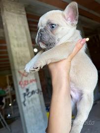 Bulldog francese