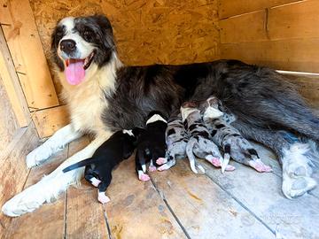 Cuccioli blue merle border collie