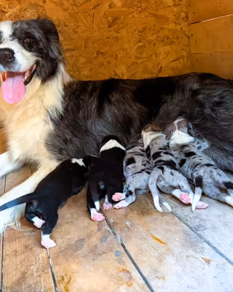 Cuccioli blue merle border collie