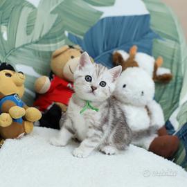 Gattino British shorthair meraviglioso scottish