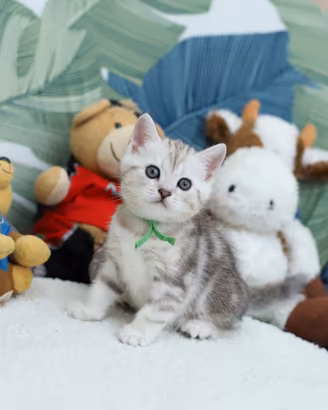 Gattino British shorthair meraviglioso scottish