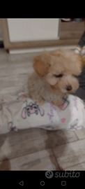 Maltipoo femminuccia