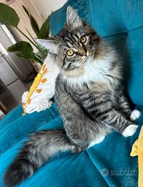 Gatto Siberiano disponibile per monta