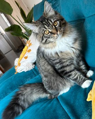 Gatto Siberiano disponibile per monta