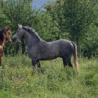 Arabi orientali P.S.O-Cavallo orientale
