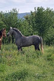 Arabi orientali P.S.O-Cavallo orientale
