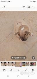 Cuccioli buldog francese molto belli