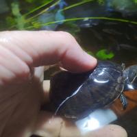 Sternotherus Odoratus