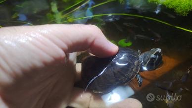 Sternotherus Odoratus