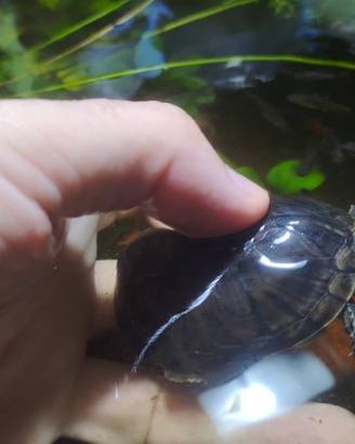 Sternotherus Odoratus