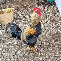 Gallo araucana